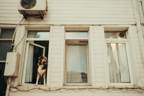 Hund allein zu Hause: Trennungsangst vermeiden
