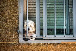 A fluffy dog peeks through window bars, creating a charming and curious scene.