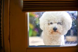Cute Bichon Frise dog peeking through a glass window with a curious expression.