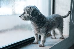 A small, fluffy dog stands at a window, looking out with a curious expression.