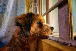 Adorable brown dog gazing outside through a window, capturing a moment of curiosity and reflection.