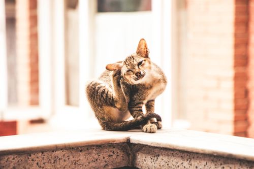 Allergie beim Hund: Symptome, Auslöser und was hilft