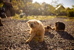 Three dogs relaxing and playing on a sunlit, pebble-covered outdoor path, capturing a warm moment.