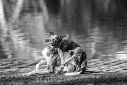 A black and white portrait of a dog sitting near a riverbank in Buenos Aires, Argentina.