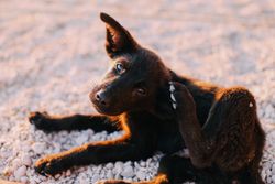 Close-up of a cute black puppy scratching on a sunny day, showcasing animal behavior.