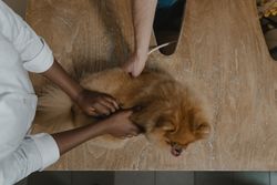 Veterinarian inspecting a Pomeranian on a wooden table, showcasing care in pet healthcare.