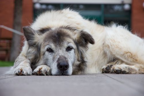 Arthrose beim Hund: Gelenkprobleme, HD und ED erkennen und lindern