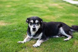Elderly black and white dog resting outdoors on freshly cut grass.