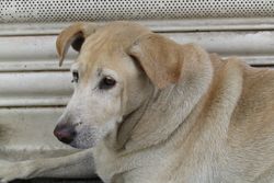 Elderly Labrador dog lying down, showing its calm demeanor and aging features.