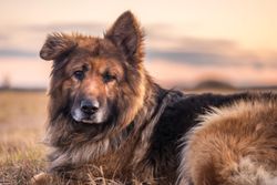A serene German Shepherd dog rests in a field during a warm sunset, showcasing its fluffy coat.