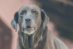 Elderly Chocolate Labrador Retriever gazing forward outdoors. Moody and gentle expression.
