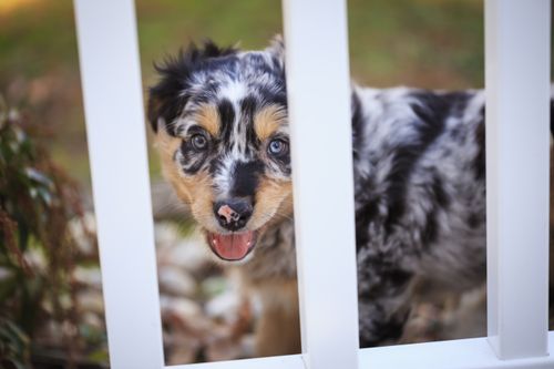 Australian Shepherd: Wesen, Auslastung und Gesundheit im Porträt