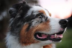 Vibrant close-up of an Australian Shepherd's face against a sunset background, capturing its striking coat and joyful ex