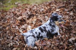 Adorable Australian Shepherd puppy joyfully playing in a pile of autumn leaves outdoors.