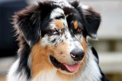 Close-up of an adorable Australian Shepherd dog with a multicolored coat and tongue out.