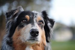 Photograph of an Australian Shepherd dog gazing attentively outdoors during daytime.
