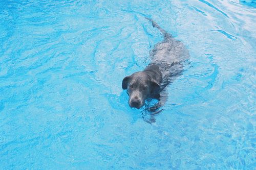 Baden mit Hund: die schönsten Hundestrände und die wichtigsten Regeln
