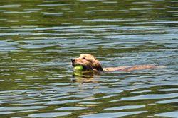 A golden retriever joyfully swims in a lake, retrieving a ball on a sunny day.
