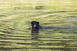 A dog joyfully swimming in a calm river with sunlight reflections in Durbuy, Belgium.