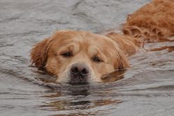 A golden retriever gracefully swimming in the water, showcasing its natural love for adventure and the outdoors.