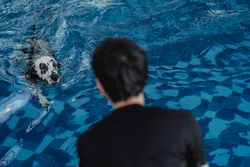 A dalmatian dog swimming towards its owner in a blue swimming pool.