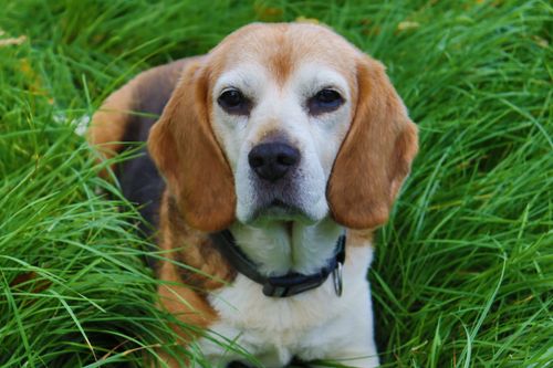 Beagle: Wesen, Haltung und Gesundheit im Porträt