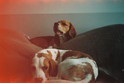 Two beagles lounging comfortably on a sofa with a vintage film effect.