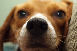 Adorable close-up of a beagle dog's nose, emphasizing cute and curious features.