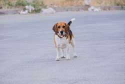 A beagle dog standing on an empty street, showcasing its charming features in Bornova, İzmir, Türkiye.