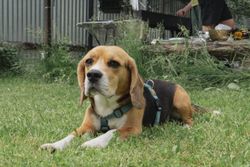 Beagle dog with harness lounging on green grass, perfect for pet lifestyle themes.