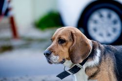 A detailed close-up of a beagle with a collar, outdoors in İzmir, Türkiye.