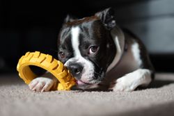 Adorable Boston Terrier puppy playing with a yellow chew toy on a carpet indoors.