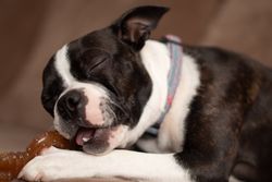 Happy Boston Terrier puppy chewing a bone toy indoors with eyes closed.