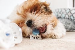 Cute terrier puppy playing with a toy indoors, showcasing playful behavior.