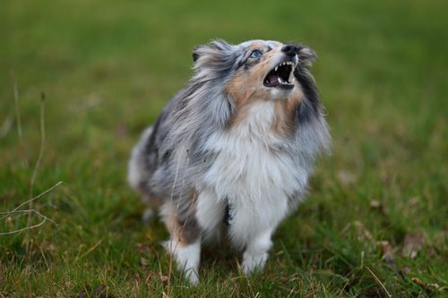 Bellen abgewöhnen: warum Hunde bellen und was hilft