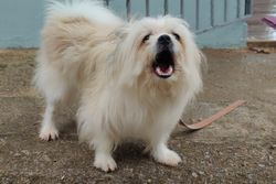 Charming fluffy Pekingese dog barking outside on a paved patio, showcasing its playful nature.