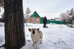 A barking dog stands in snowy yard, while a person shovels snow in winter surroundings.