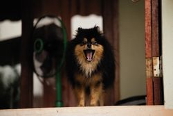Yawning Pomeranian dog standing by a doorway with open mouth, indoors.