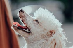 Close-up of a happy white poodle with mouth open, enjoying a sunny day.