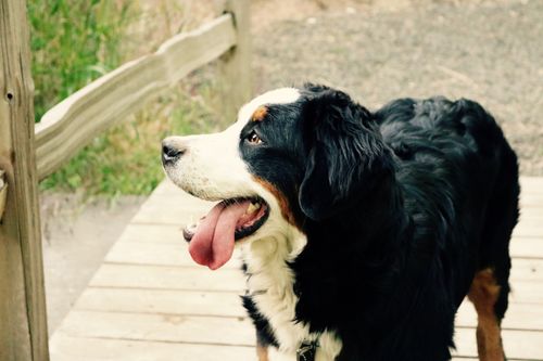 Berner Sennenhund: Wesen, Haltung und Gesundheit im Porträt