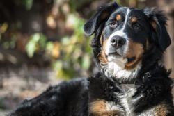 A close-up photo of a Bernese Mountain Dog lying outdoors, showcasing its gentle expression and fluffy coat.