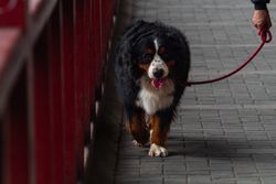 A Bernese Mountain Dog on a leash walking with its owner on a paved path.