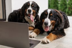 Two Bernese Mountain Dogs relaxing on a porch next to a laptop.