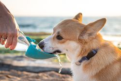 A corgi dog refreshes from a portable water bowl on the beach. Perfect summer day outdoors.