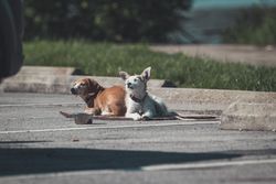 Two dogs enjoy the sun on a pavement in a parking lot with a water bowl nearby.