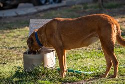 A brown dog with a blue collar drinks water from an outdoor container on a sunny day.