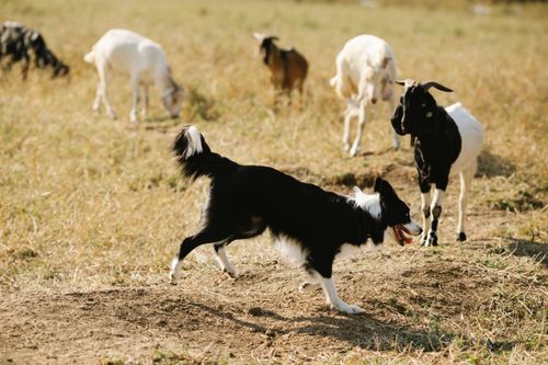 Border Collie: Wesen, Auslastung und Gesundheit im Porträt