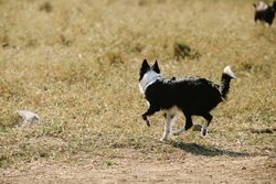 A lively Border Collie runs across a grassy field outdoors, showcasing its energetic nature.