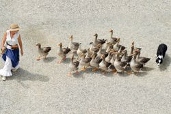 Aerial view of woman herding geese with a border collie on a gravel path.