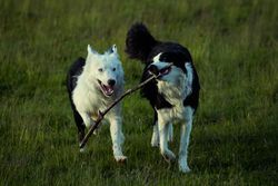 Two energetic Border Collies running with a stick in a grassy field.